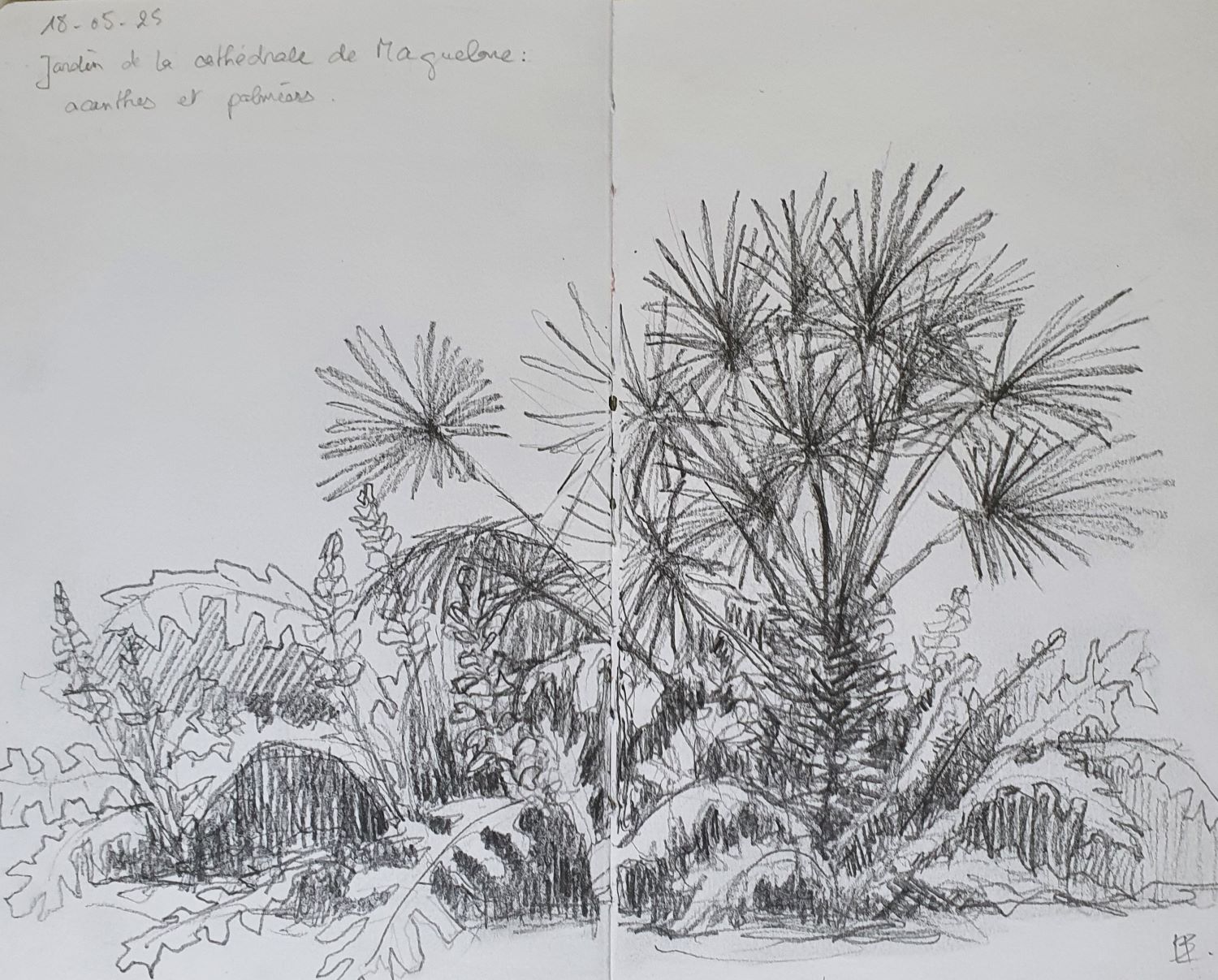 Jardin de Maguelone : acanthes et palmiers. Carnet de voyage 2025